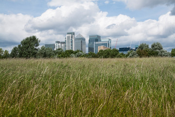 Fototapeta na wymiar Canary wharf skyline - view from across the park behind green grass and bushes - London UK