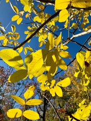 Beautiful lightning in trees in fall time