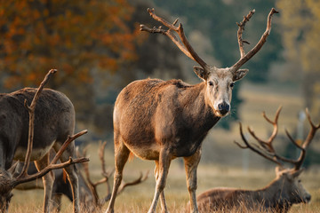 Red Deer sunrise elk