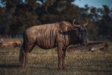 Obraz premium Black Wildebeest