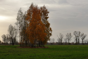 Trees on the field