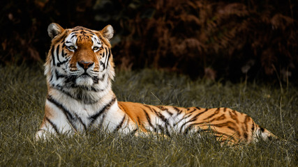 Striking Siberian Tiger