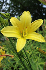 Yellow daylily flower