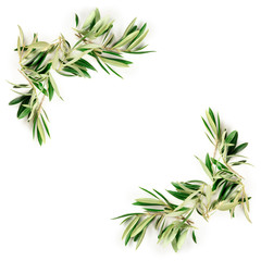 An overhead photo of a frame of olive tree branches and leaves with a place for text, shot from the...