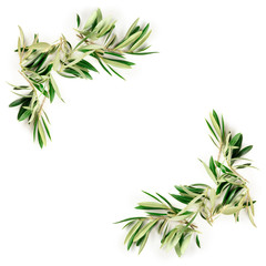 An overhead photo of a frame of olive tree branches and leaves with a place for text, shot from the top on a white background with copyspace