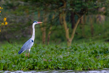 Garza real en el lago Naivasha