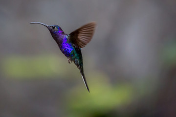 Obraz premium Hummingbird Costa Rica