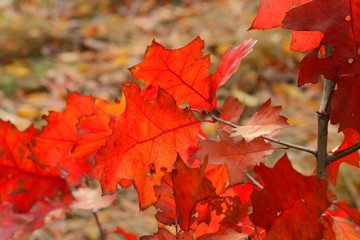 Red Leaves