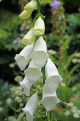 White foxglove flowers