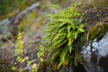 Fern on the stones covered with moss in the summer forest.
