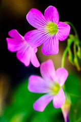 Fototapeta na wymiar Lush spring and its colors