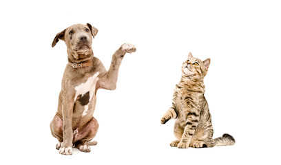 Playful puppy pitbull and cat Scottish Straight sitting  together, isolated on white background