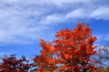 北海道、札幌の公園の紅葉の風景