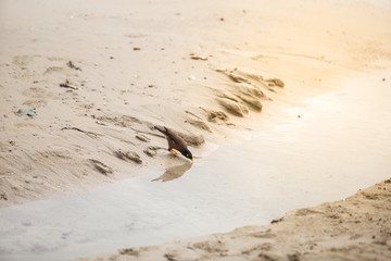 Birds are eating water on the beach.