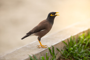 Birds are standing on the edge of the wall.