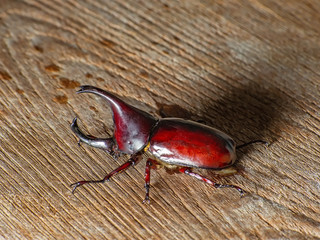 Dynastinae - Rhinoceros Beetle - Rhinoceros beetles have become popular pets in parts of Asia...
