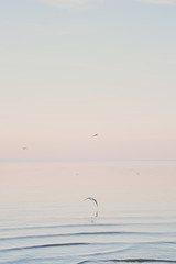 Flock of white seagulls chilling and floating on the surface and wave of blue sea water.