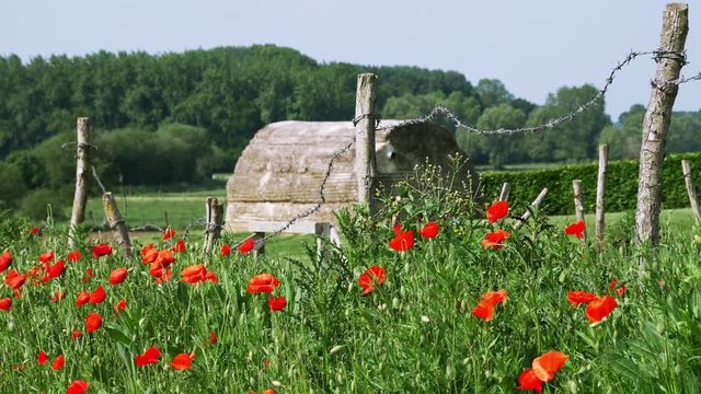 World War One symbol : red flower poppies and barbed wire