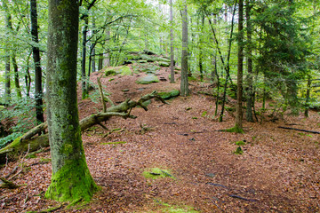 Forest scenery of the Palatinate Forest in Germany with many leaves on the ground and moss. Concept of deforestation and famous hiking area as well as used for  mountain biking