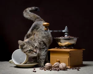Papier Peint photo Lavable Bar a café gray cat with green eyes turned over a coffee cup next to a vintage coffee grinder and grains of coffee with nuts on a dark background