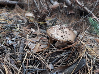 Wild champignon grown in the forest among conifer needles.