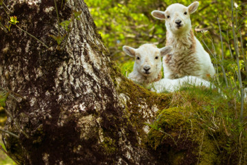 Two spring lambs, looking at the camera