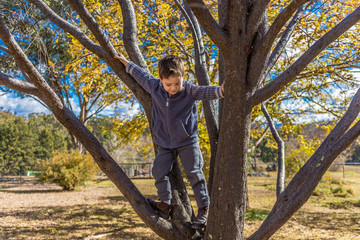 Naklejka na ściany i meble Small boy climbing a tree in Australia.