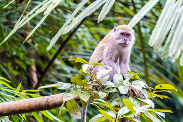 Long-tailed macaque