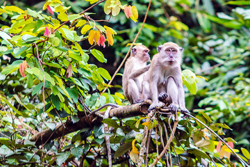 Long-tailed macaque family