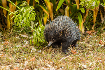Echidna walking along facing the camera.