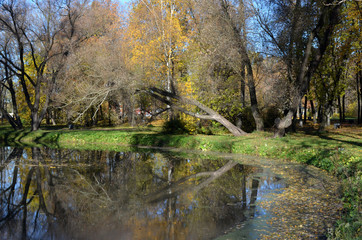 Small pond and large trees