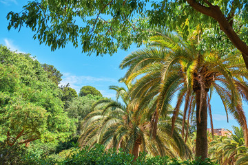 Fototapeta na wymiar palms against the blue sky