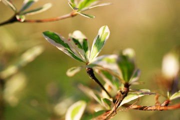 young tree leafs growup and 