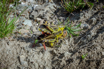 Group of Grasshoppers