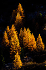 L&auml;rchen im Herbst