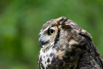 A Great Horned Owl in Profile