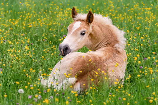 Haflinger horse foal resting amidst buttercup flowers