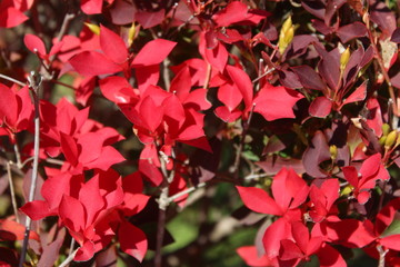 ドウダンツツジ