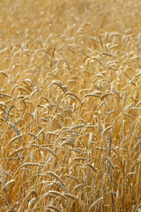 Rye ears of corn on the field on a sunny day closeup.