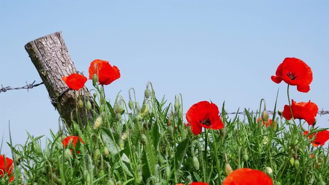 World War One symbol : red flower poppies and barbed wire