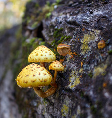 Group of forest mushrooms golden flake on the textured bark of a fallen tree.