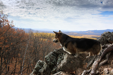 Dog breed welsh corgi pembroke on a cliff against the background of the autumn forest and sky.