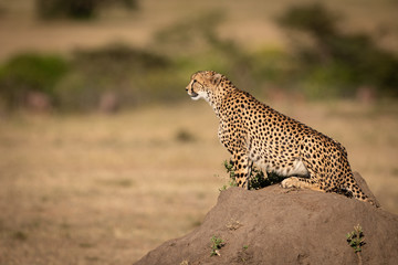 Cheetah sits on termite mound in savannah