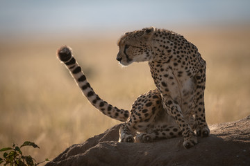 Fototapeta na wymiar Cheetah sits on termite mound leaning left