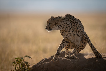 Fototapeta na wymiar Cheetah sits on termite mound looking left