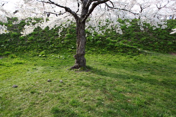 Obraz premium 五稜郭の桜