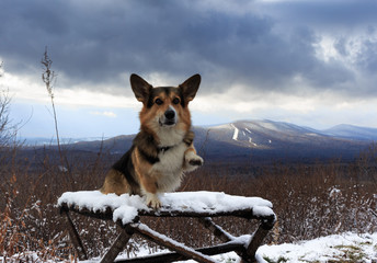 A welsh corgi pembroke dog sits and waves a paw against the snow-capped mountains.