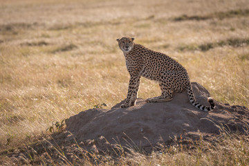 Cheetah sits on termite mound turning head