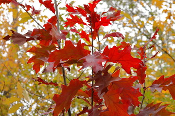 Red leaves