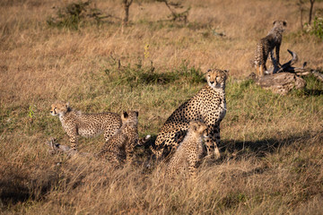 Cheetah sits with four cubs on savannah